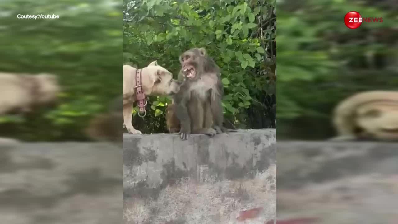 दो कुत्तों के बीच फंस गया बंदर, जान बचाने के लिए फिर ऐसे दिया चकमा