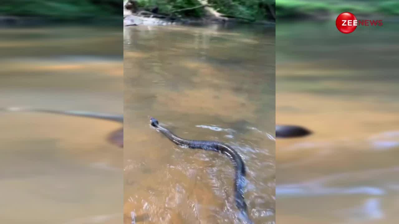 अरे बाप रे! चुपचाप पानी में तैर रहा था छोटा सा किंग कोबरा, शख्स ने पकड़ कर पूछा क्या कर रहे हो तो नाग ने दे डाला ये रिएक्शन