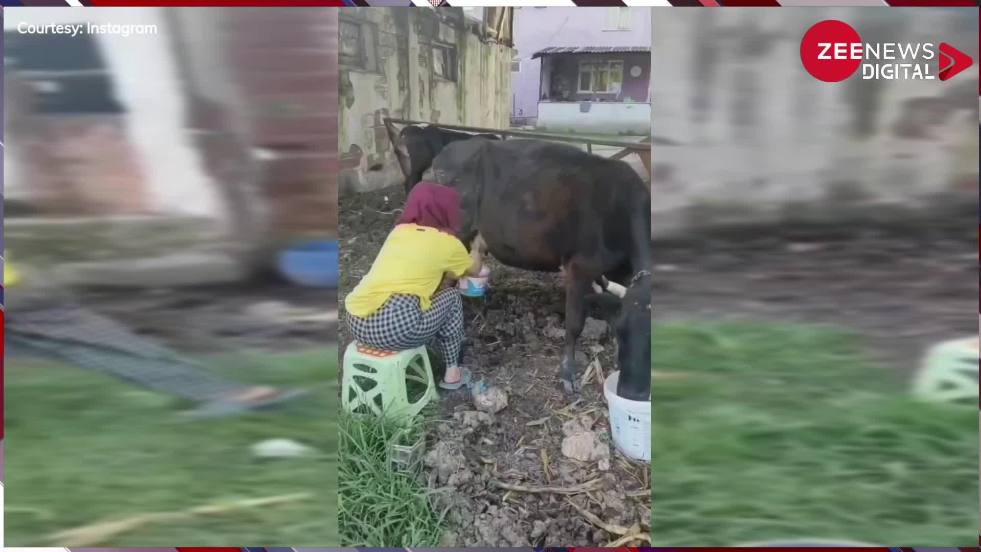 Viral: देसी गाय का दूध निकालने बैठी विदेशी लड़की... तभी ऐसी लात पड़ी कि हो गया बुरा हाल... हंस-हंसकर लोटपोट हुए लोग