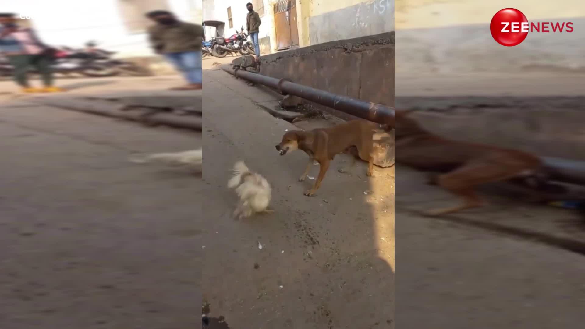 Funny Viral: मुर्गे ने किया कुत्ते पर हमला, डरकर नौ दो ग्यारह हुआ डॉग, देख नहीं रुकेगी हंसी