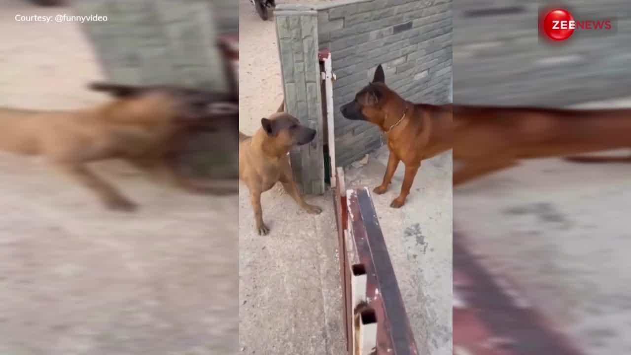 Dogs Fight: दो कुत्तों की ऐसी लड़ाई पहले नहीं देखी होगी, यूजर्स की नहीं रुक रही हंसी