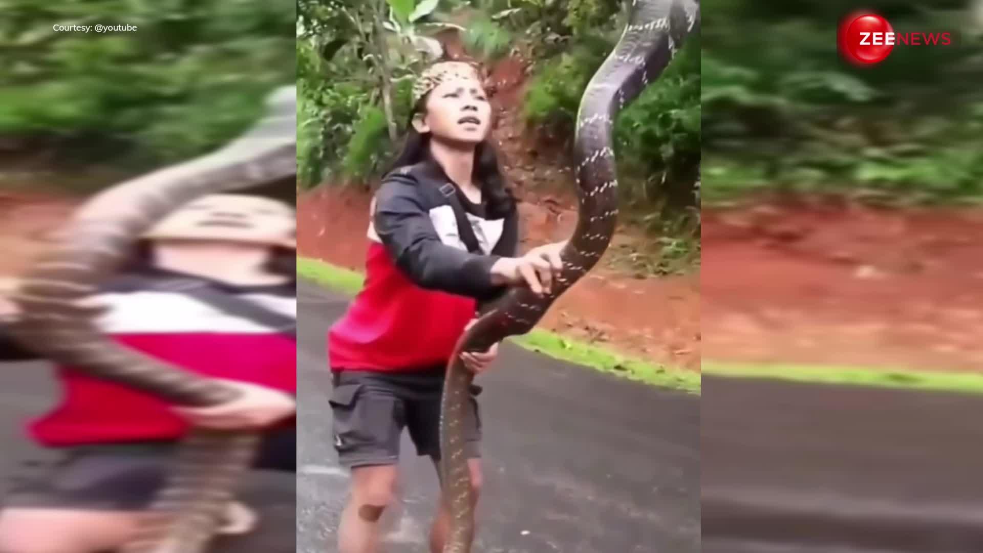 King cobra video:किंग कोबरा के झपट्टा मारते ही लड़की ने झट से पकड़ ली गर्दन, वीडियो ने मचाई सनसनी