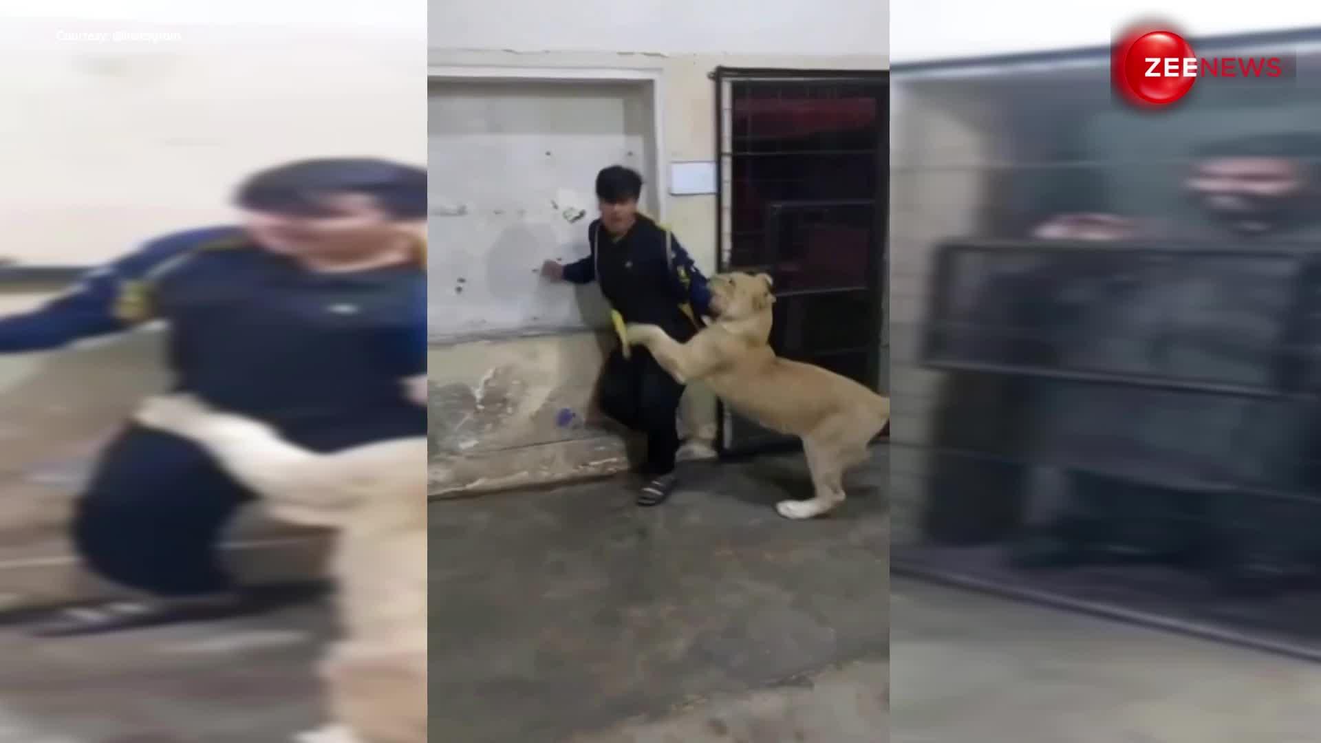 फालतू में शेर से पंगा लेना पड़ गया भारी, जान बचाने के लिए भागता रहा आदमी