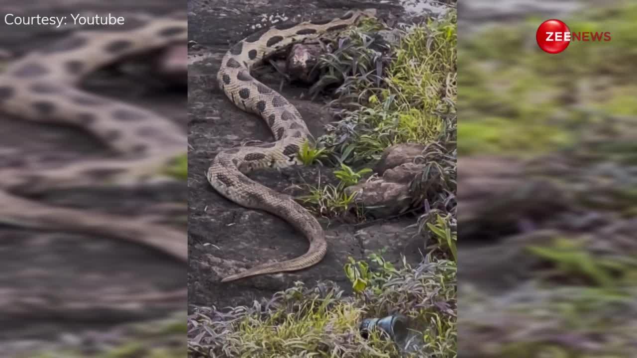 Biggest python video: यहां दिखा एशिया का अबतक का सबसे बड़ा अजगर, साइज देख उड़ जाएगी रातों की नींद