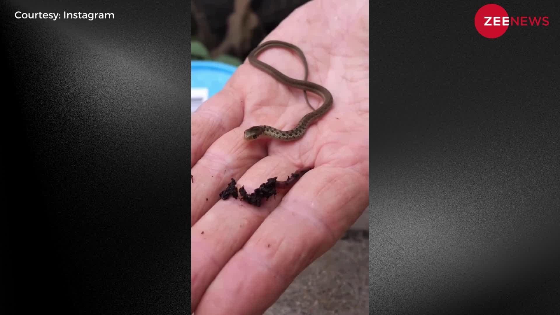 उंगली से भी छोटे बेबी कोबरा ने बनाया केंचुए को अपना शिकार, वीडियो देख आश्चर्यचकित रह जाएंगे आप