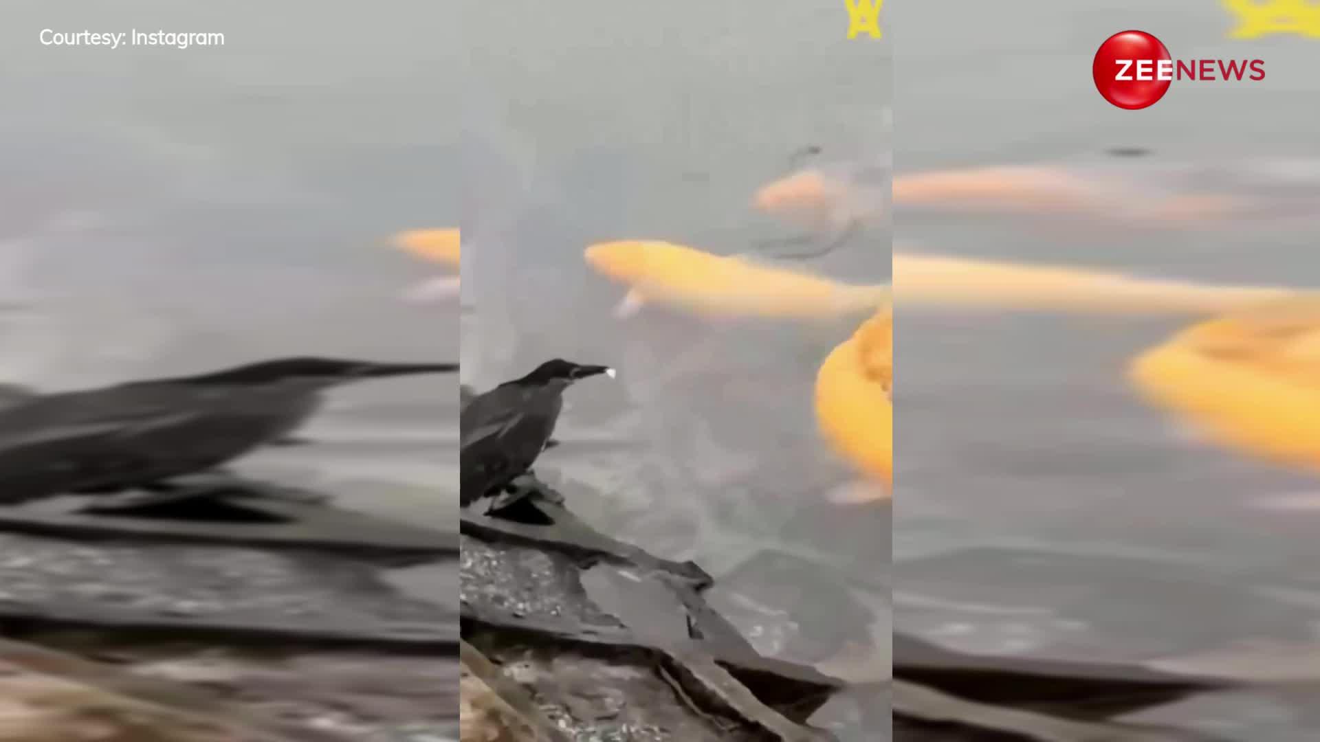 Viral Video:  चिड़िया ने मछली को फंसाने के लिए चली ऐसी चाल, वीडियो देखकर आप भी रह जाएंगे हैरान