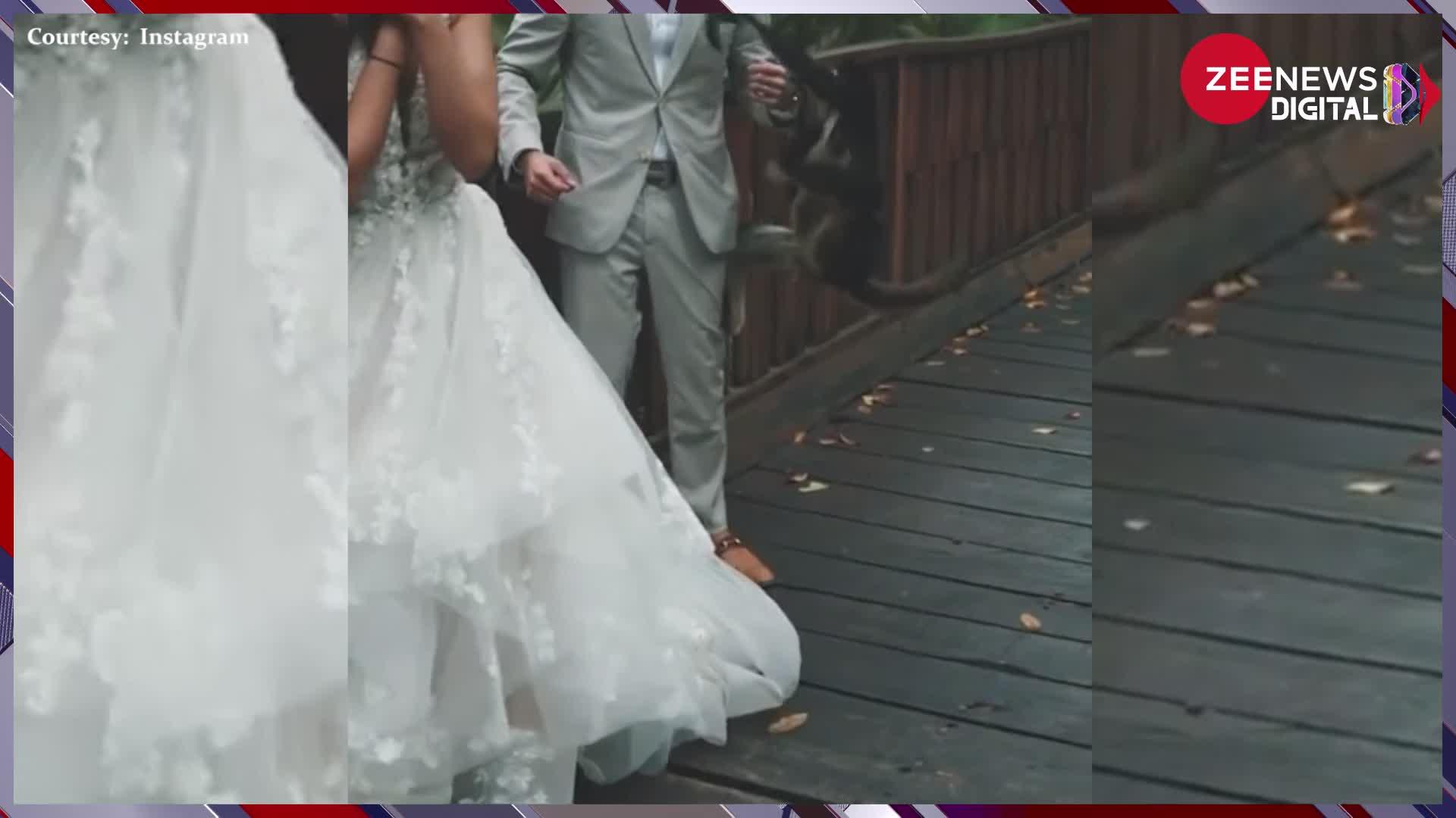 Wedding Photoshoot: वेडिंग फोटोशूट के बीच अचानक हुआ कुछ ऐसा, दुल्हन को छोड़ बंदरिया को गले लगाने लगा दूल्हा !
