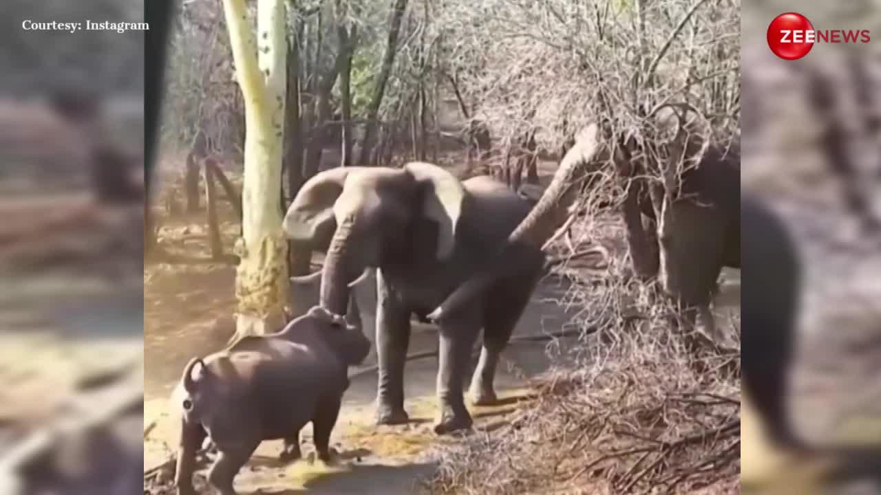 Rhino Elephant Fight: अपनी मां को बचाने के लिए हाथी से भिड़ गया गैंडे का बच्चा, वीडियो देख रोंगटे खड़े हो जाएंगे
