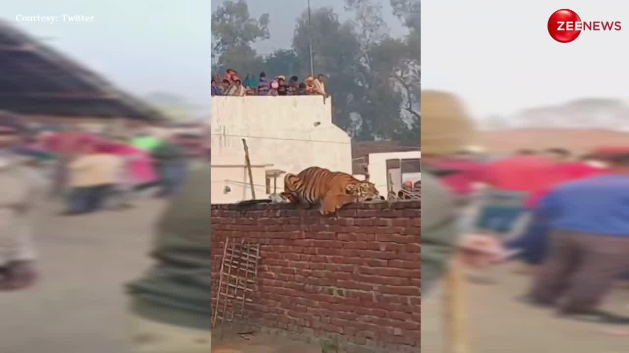 पीलीभीत टाइगर रिजर्व से निकलकर गांव में घुसा बाघ, 8 घंटे से दीवार पर जमाया डेरा; देखने के लिए गांववालों की लगी भीड़