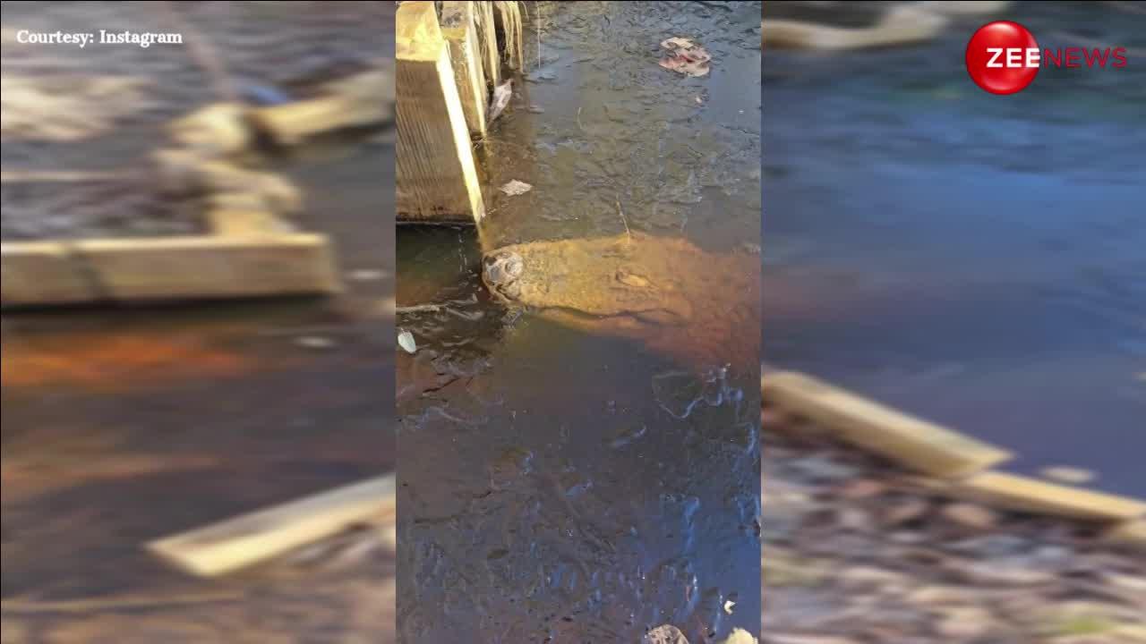 Alligator Viral Video: बर्फ वाले तालाब में जम गया मगरमच्छ, कैसे हुआ जिंदा वीडियो देख थम जाएंगी सांसें