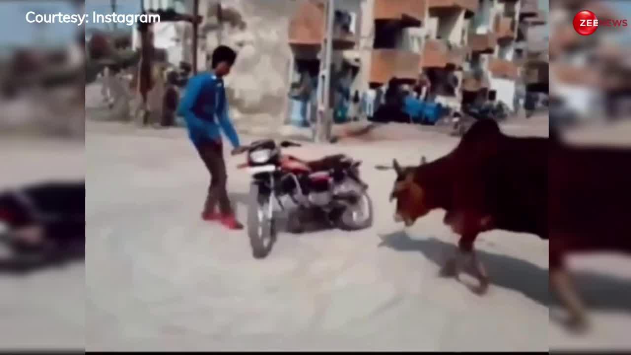 Viral Video: बाइक के साथ स्टंट कर रहा था लड़का, बैलों ने ऐसा दौड़ाया जन्मों तक रखेगा याद
