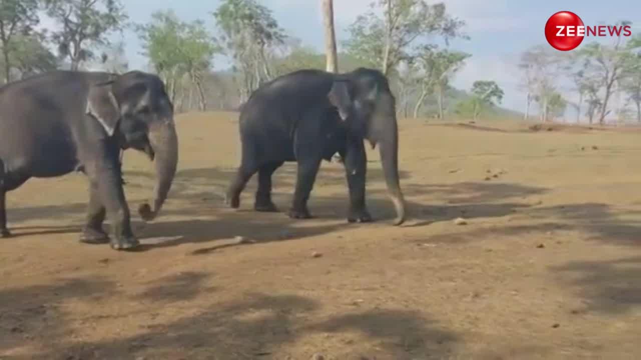 Elephant Viral Video: 55 साल से दोस्त हैं ये 2 हाथी, IAS अफसर ने शेयर की ऐसी कहानी छलक पड़ेंगे आंसू