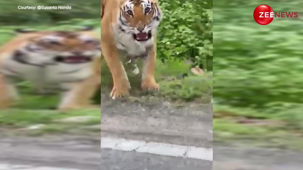 पर्यटक पर बाघ ने किया हमला, लोगों की हुईं सिट्टी-पिट्टी गुल
