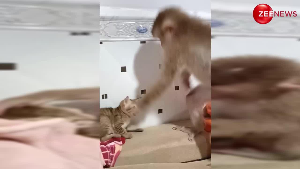बंदर ने बिल्ली को लगा दिया तप्पड़... फिर मां की तरह किया प्यार, देखें वायरल वीडियो