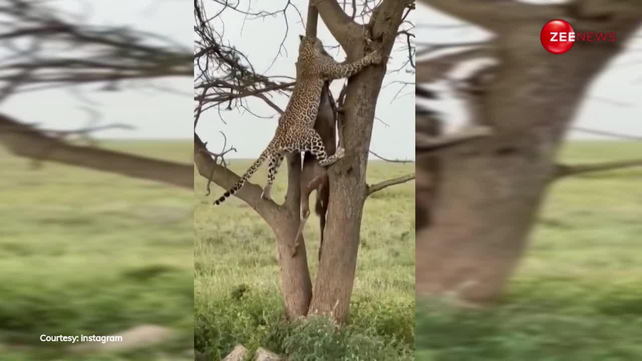 VIDEO: अपने से भी बड़े जानवर को मुंह में दबाकर पेड़ पर ले गया तेंदुआ, नजारा देख लोगों में फैला खौफ
