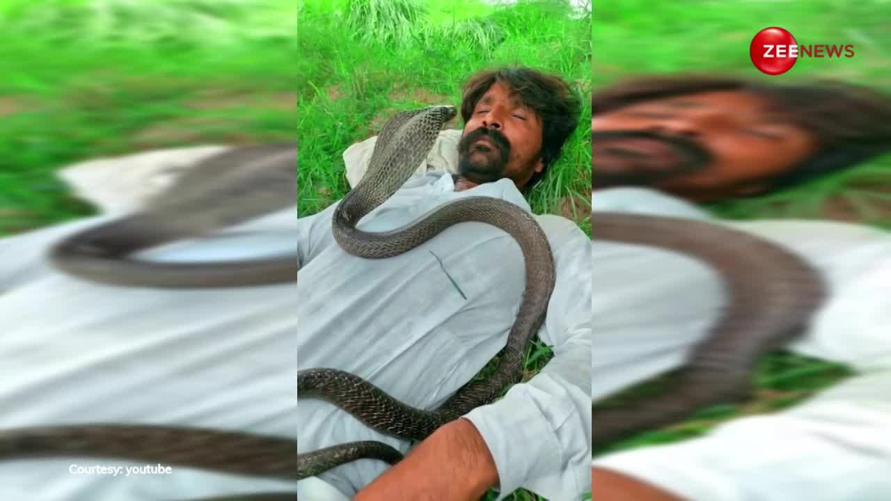 खेत में सो रहे किसान की छाती पर आकर बैठ गया King cobra, आंखें खुली तो... वीडियो देख सकपका गए लोग