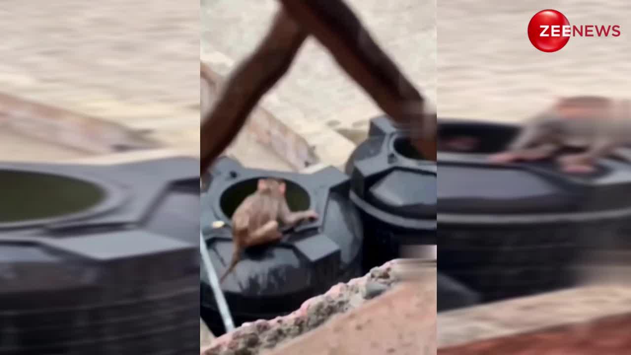 गर्मी में बंदरों का हुआ हाल बुरा तो पानी की टंकी में करने लगे मजे, वीडियो तेजी से हो रहा वायरल
