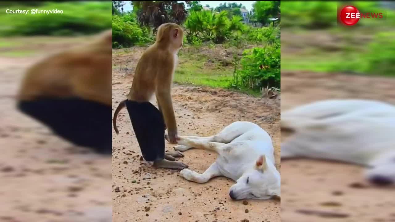 Monkey Video: बदमाश बंदर ने कभी खींचे कान तो कभी पैर... फिर भी ढींट की तरह सोता रहा कुत्ता...