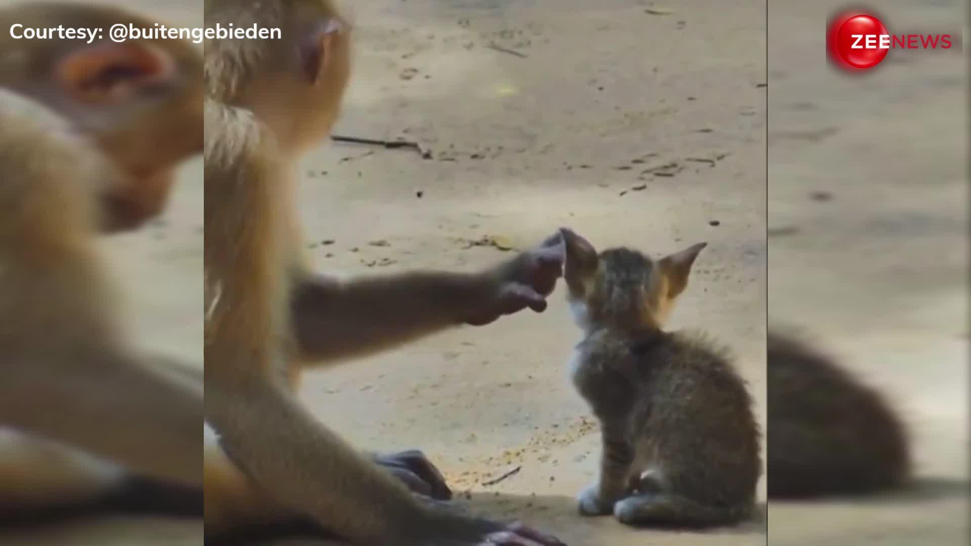 बंदर ने बिल्ली के बच्चे को खूब किया दुलार, मां की तरह दिखाया प्यार...ये क्यूट वीडियो बना देगा आपका दिन