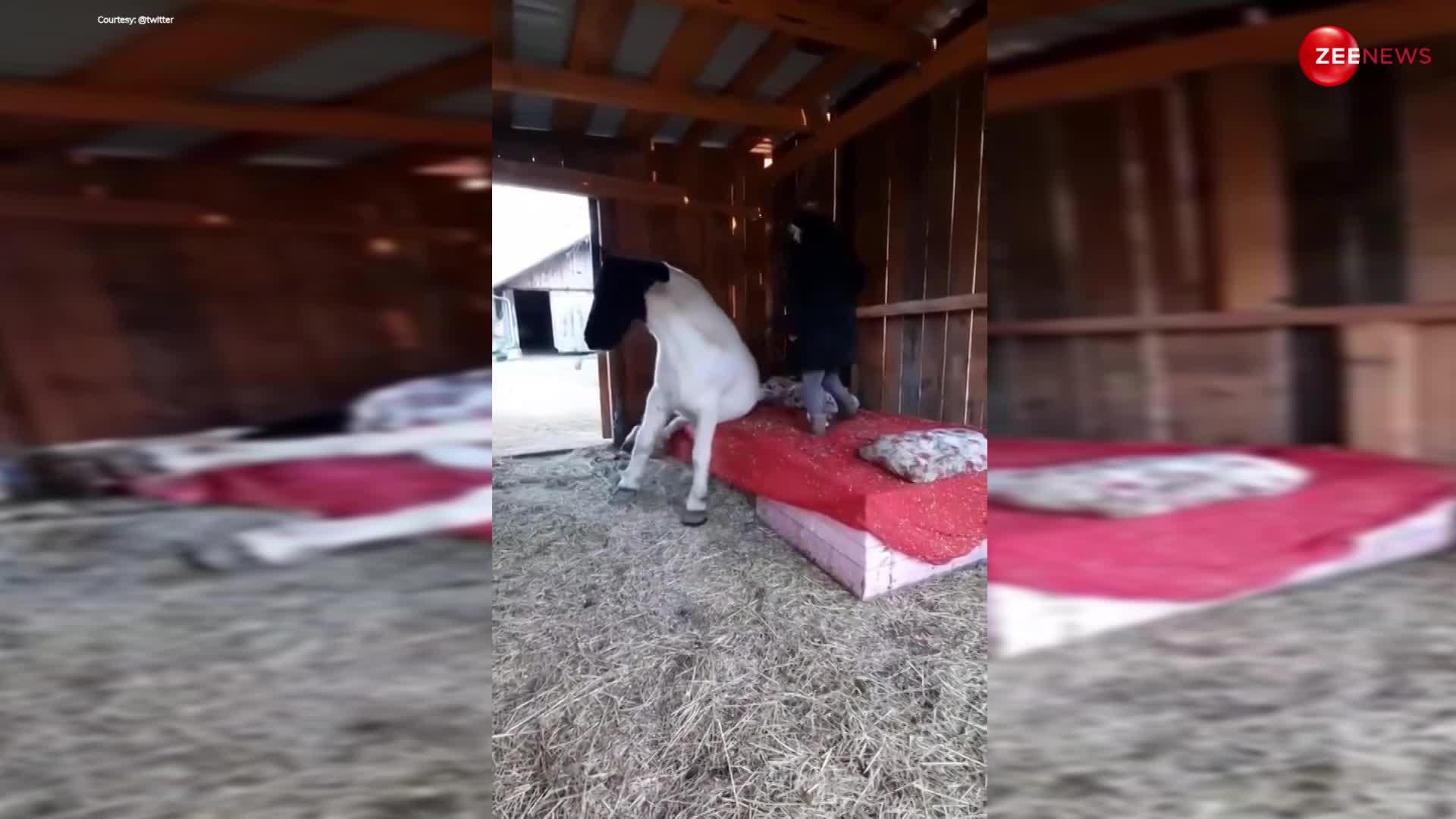 लोरी सुनाकर चादर ओढ़ाकर बेड पर घोड़े को सुलाने लगी लड़की, वीडियो देख लोग बोले- सो क्यूट