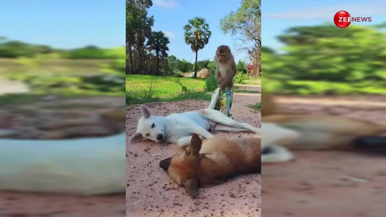 Viral Video: मस्ती करते दिखे बंदर और कुत्ते, ये देखकर आपको भी आ जाएगा इन पर प्यार