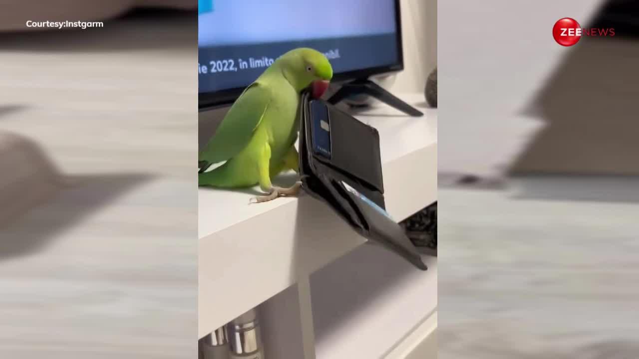 Viral Video: तोते को पैसे चुराते हुए नहीं देखा होगा, पैरेट की मस्ती देखकर हो जाएंगे हंसी से लोटपोट