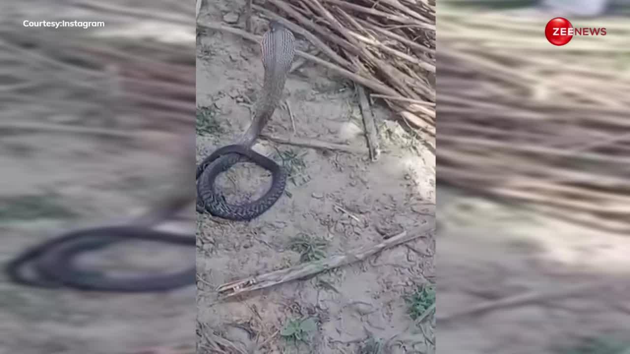 कुल्हाड़ी और डंडों से किंग कोबरा को मारने लगे लोग, जरा भी नहीं डरा नाग, उल्टा पड़ गया वार, वीडियो वायरल