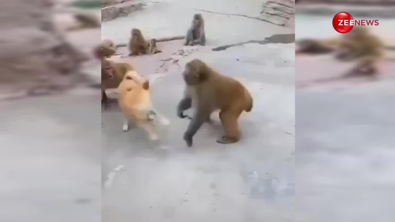 बंदरों के झुंड  पर कुत्ते ने किया हमला, फिर हर एक ने चुन-चुन कर लिया बदला