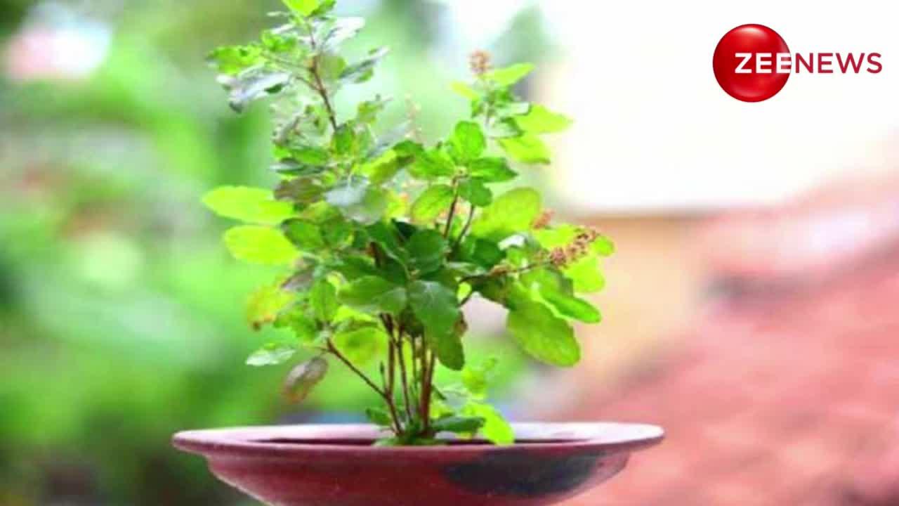 Lucky Plant: पैसों को आकर्षित करते हैं ये पौधे, घर में लगाते हैं बरसने लगता है धन