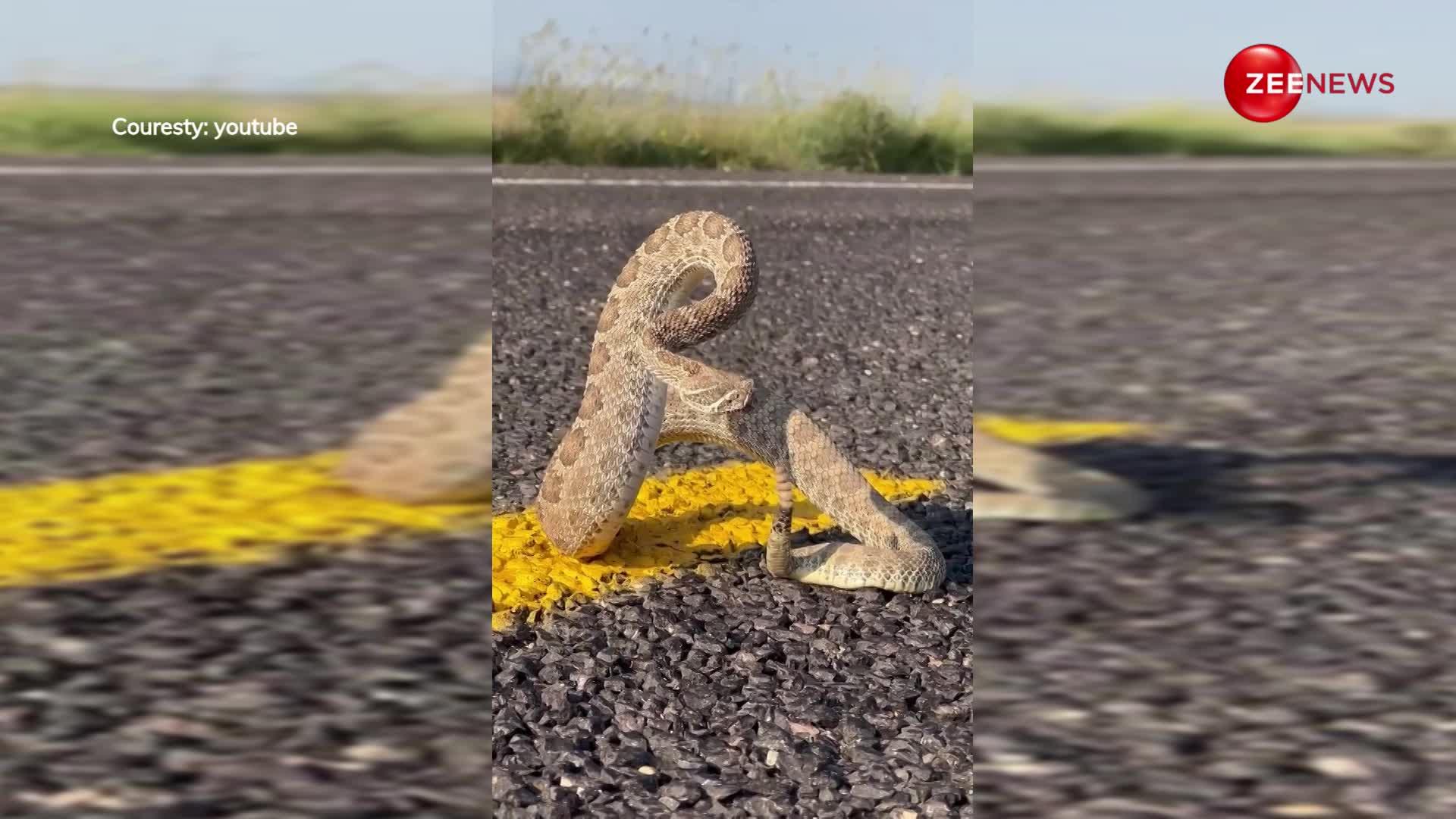 इंडिया में पाया गया विदेशी Rattle Snake, इंसान के पास आते ही दिखाया अपना विकराल रूप