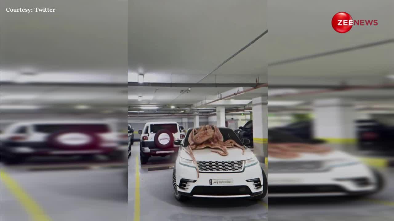 Video: ऑक्टोपस ने 1 सेकंड में फोड़ डाले कार के शीशे, पहली बार ऐसा दृश्य देख हैरान रह जाएंगे आप