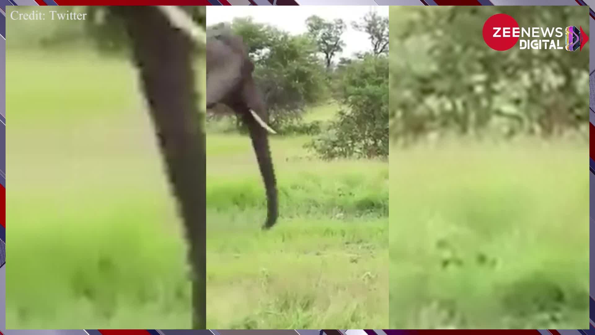 Viral Video: हाथियों को देख दुम दबाकर भागे शेर, पहले नहीं देखा होगा 'जंगल के राजा' का ऐसा डरपोक रूप