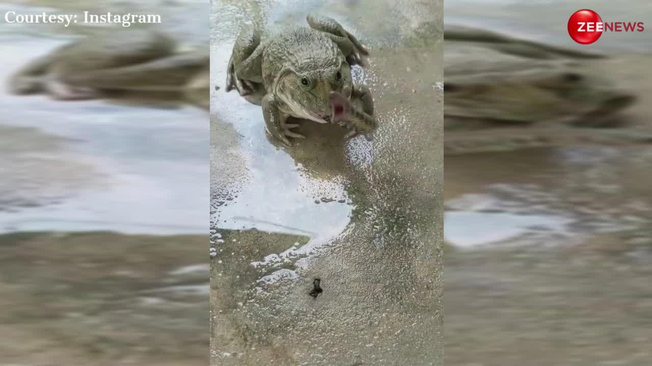 इस वीडियो को देख चकरा जाएगा माथा... कोबरा को जिंदा निगला गया छोटा-सा मेढ़क