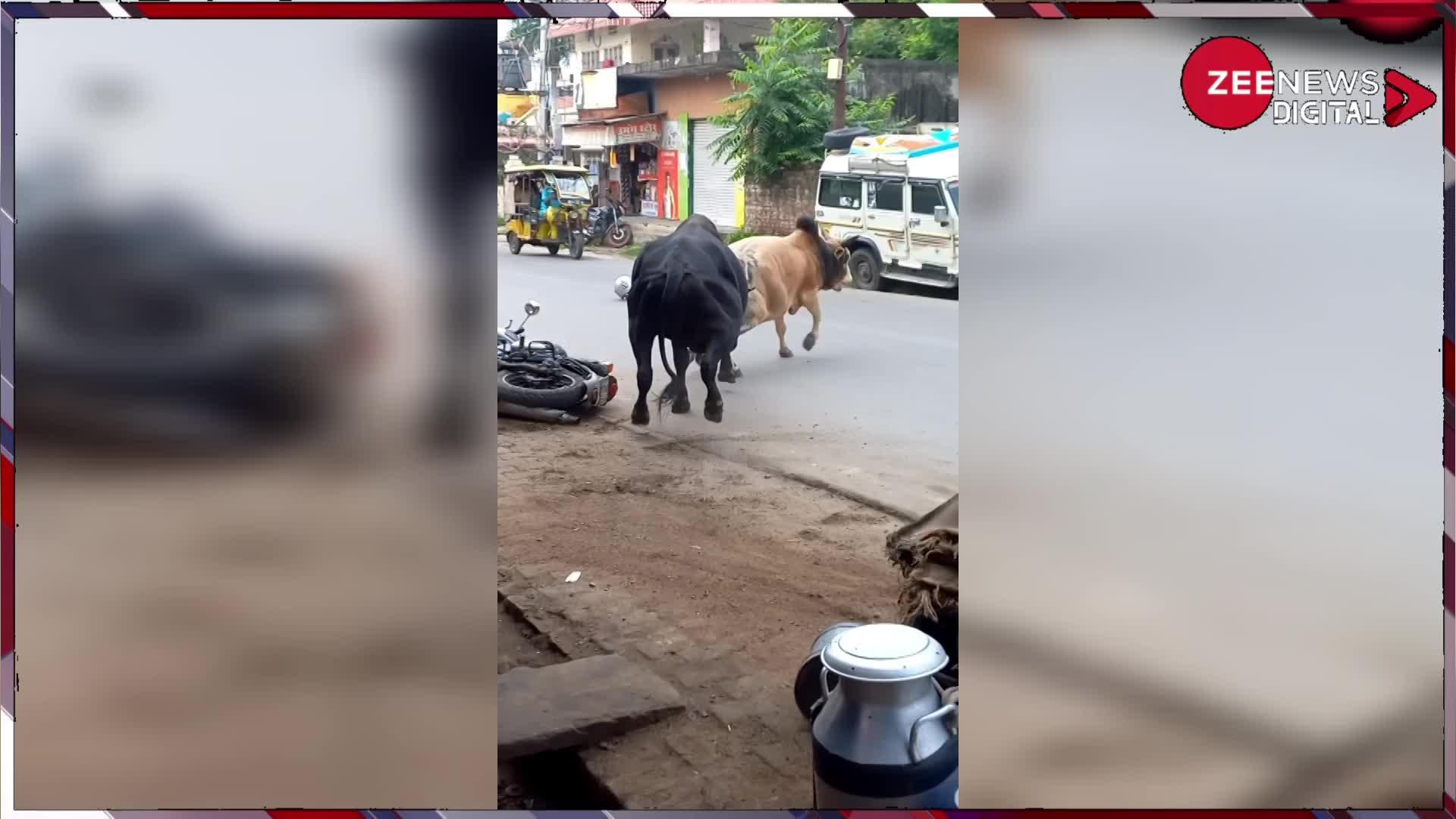 Viral Video: बीच सड़क पर आपस में भिड़ गए दो सांड, एक ने अपने सींग से उठाकर ऐसा पटका वीडियो देख दंग रह जाएंगे आप