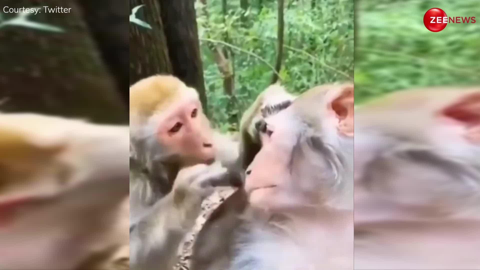Viral video: बंदरिया ने जमकर किया मेकअप, वीडियो देख लोग बोले- इनके लिए भी मेकअप शॉप खुलवा दो