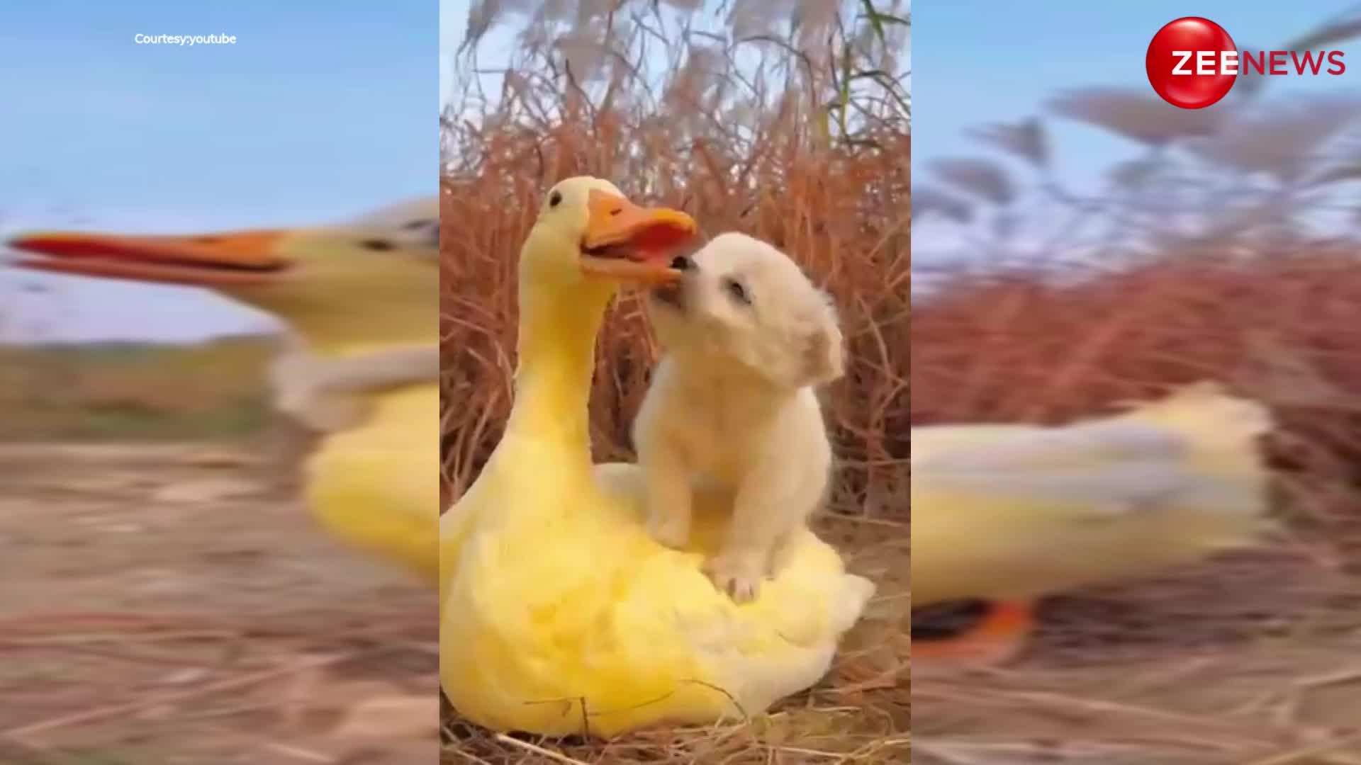 Cute Puppy Video: पप्पी ने पहले की बत्तक की सवारी फिर किया किस, वीडियो देख लोग बोले- सो क्यूट