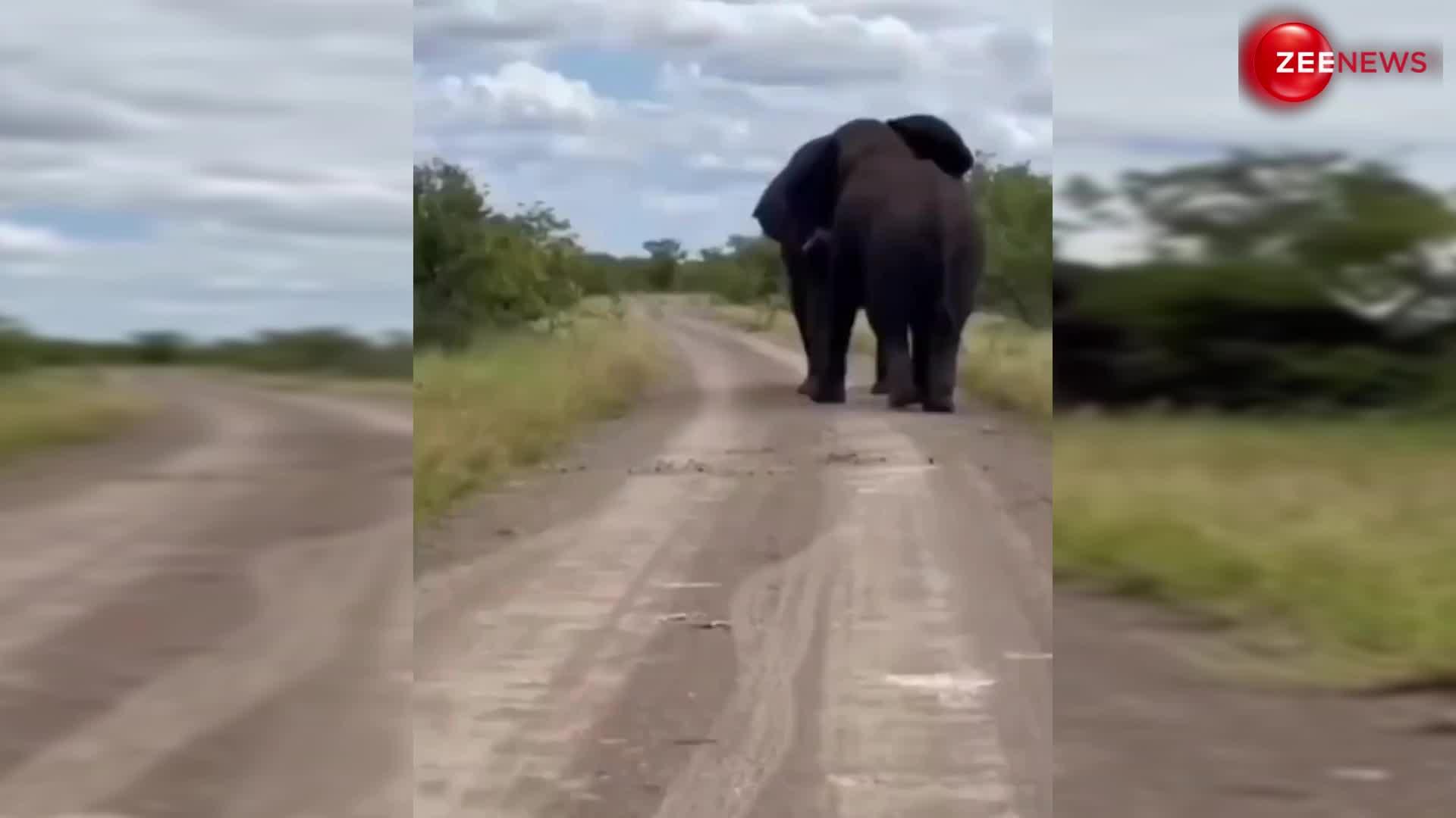 हाथियों की लड़ाई का ऐसा वीडियो आपने पहले कभी नहीं देखा होगा, देखते ही कांप जाएगी आपकी रूह