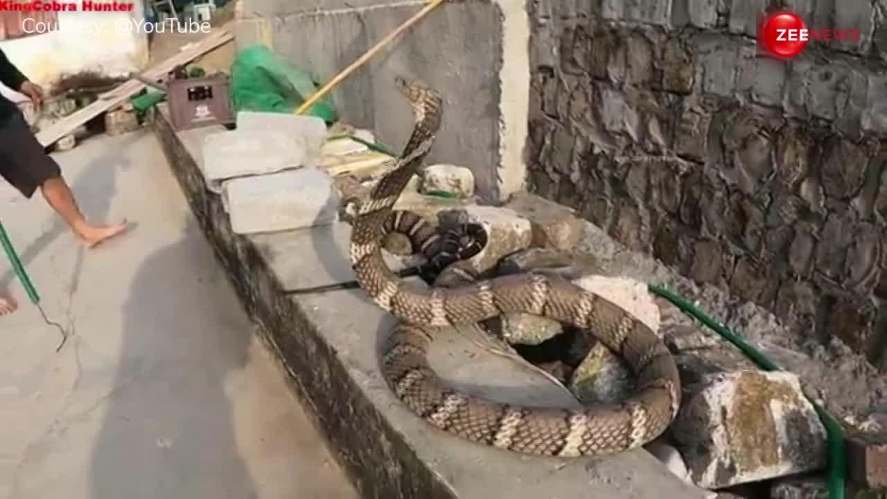 King Cobra Video: बोरे के नीचे छिपा बैठा था बेहद खतरनाक King Cobra, निकालने गया शख्स तो डसने के लिए फैला लिया फन