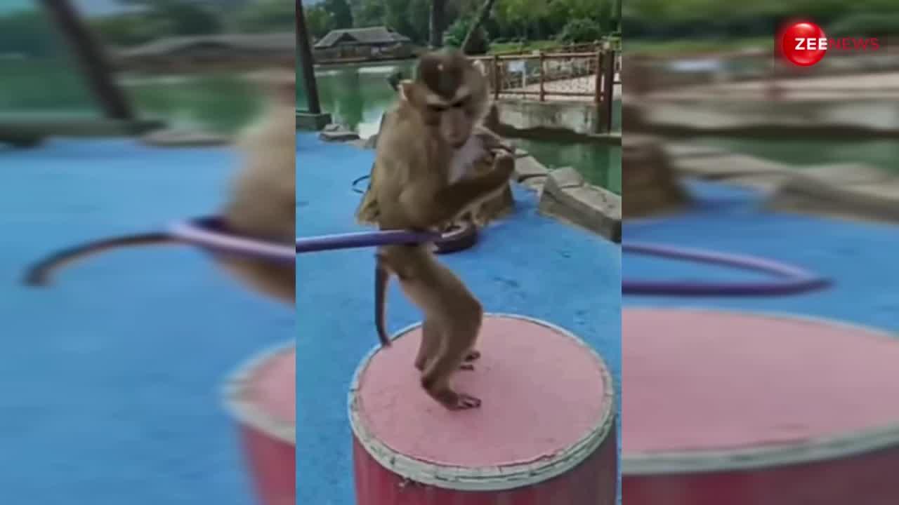 Sexy Monkey: बंदर ने डांसिंग रिंग के साथ कर डाला.... मलाइका की तरह सेक्सी बेल्ली डांस, वीडियो देख आप भी हो जाएंगे शॉक