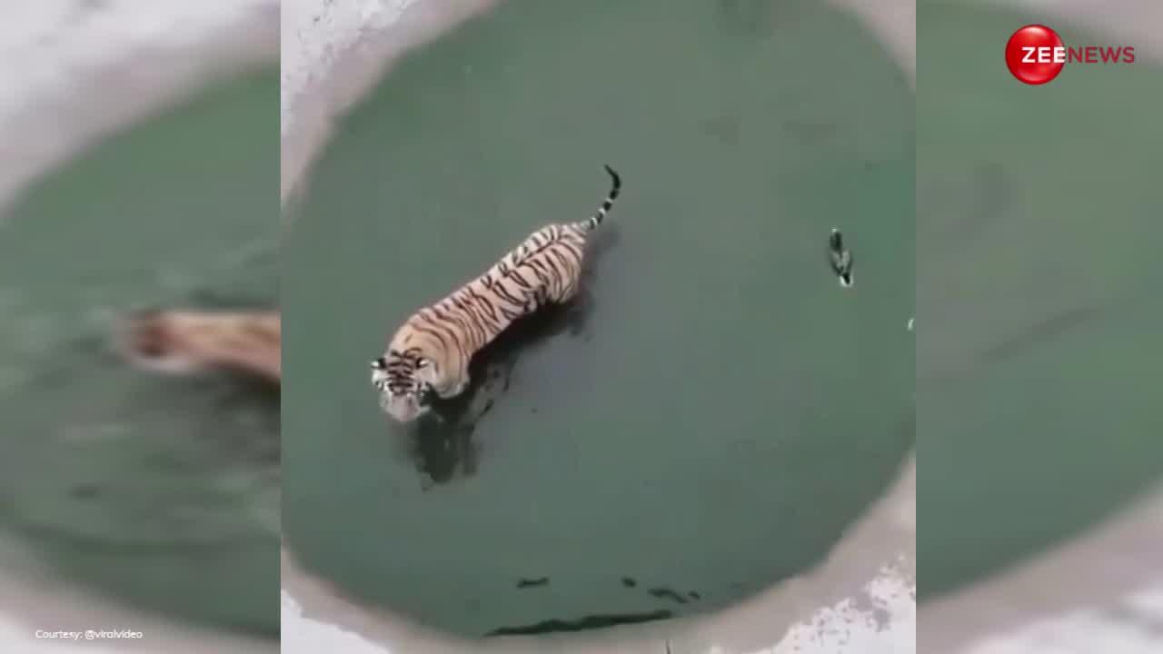 Tiger Video: पानी में बत्तख ने टाइगर के साथ खेला ऐसा खेल, घूम गया शिकारी का माथा!