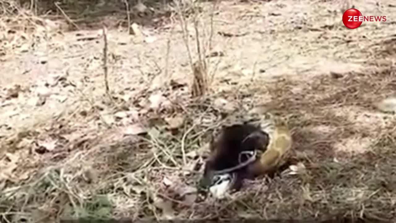 Python Video: बकरीद के दिन अजगर निगल गया बकरी, शिकार को चबा-चबाकर खाता देख गांव वालों के उड़े होश