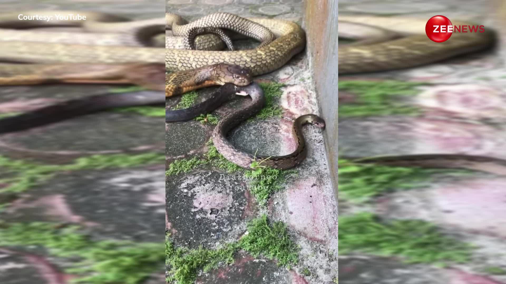 कुंडली मार कर बैठा था 20 फुट का किंग कोबरा, देखते ही देखते खा गया दूसरे जिंदा सांप को