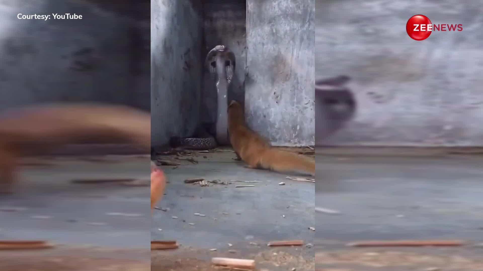 किंग कोबरा और नेवले की खतरनाक लड़ाई का वीडियो हुआ वायरल, छोटे से जानवर ने सांप का बजा दिया बैंड