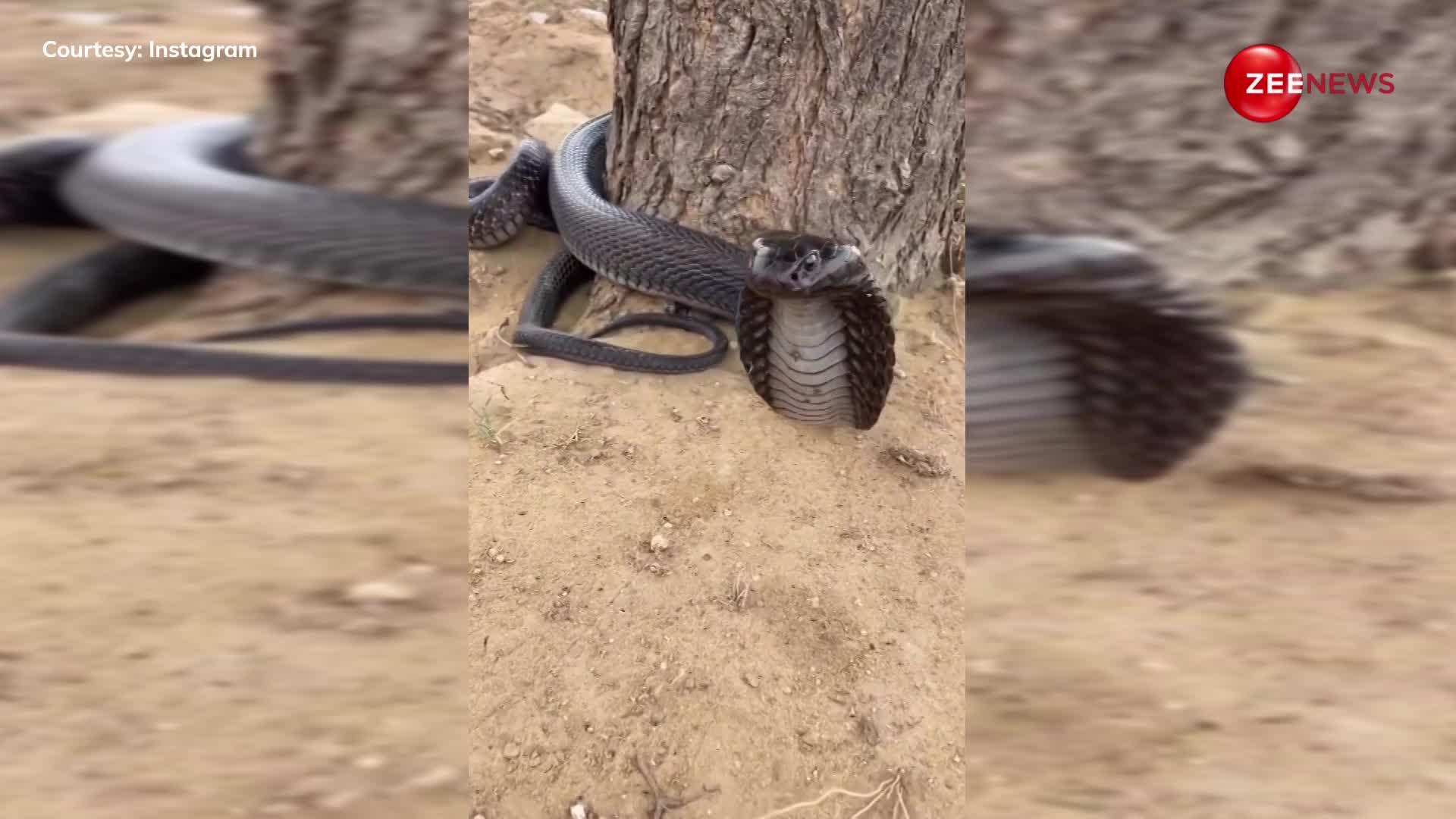 Black King Cobra ने  व्यक्ति को गुस्से में मारा फन,  वीडियो हुआ वायरल
