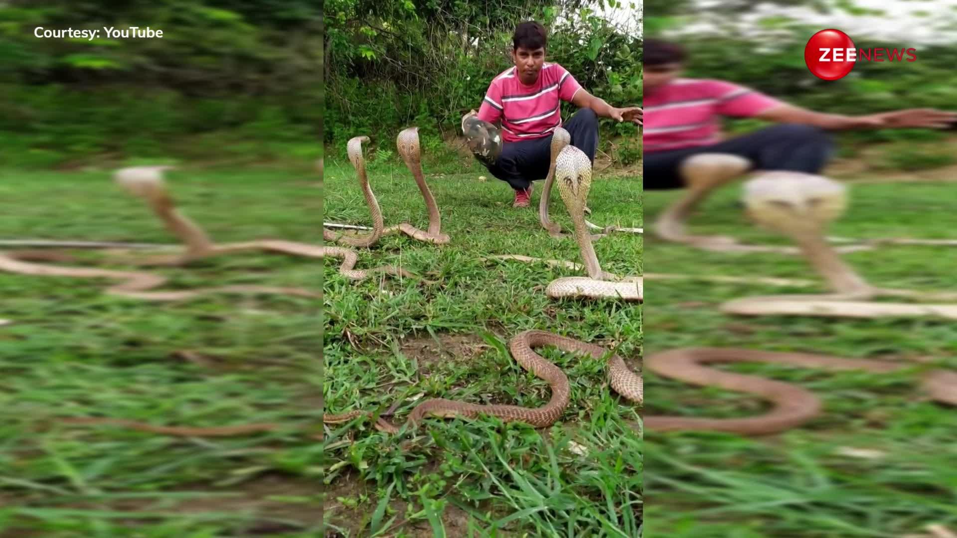 एक-दो नहीं 5-5 खतरनाक किंग कोबरा के बीच फंस गया आदमी, मुश्किल से बची जान, देखें वीडियो