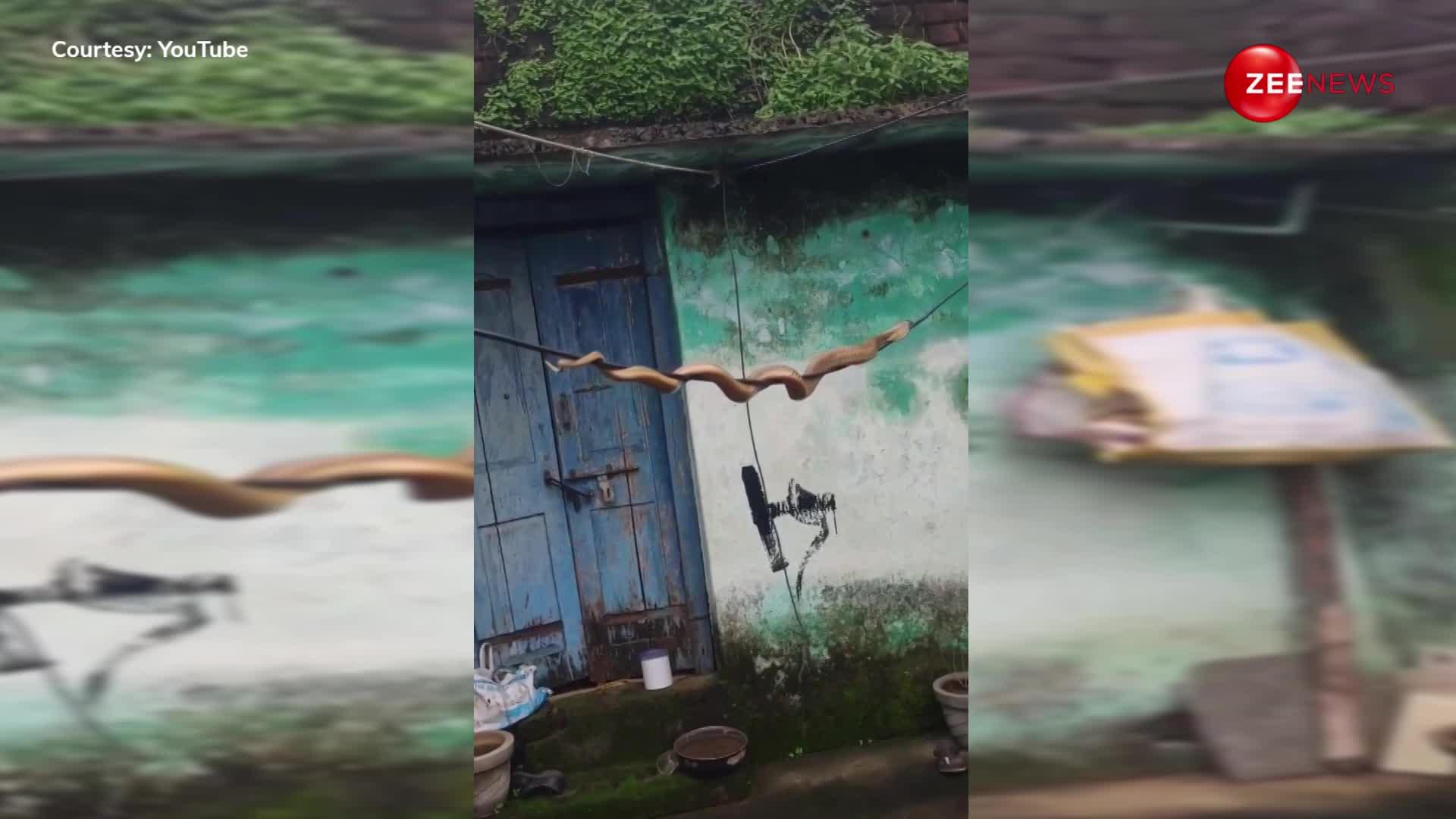 नागिन से मिलने के लिए बिजली की नंगी तार पर चढ़ गया किंग कोबरा, देखने के लिए घरों से निकल पड़े लोग