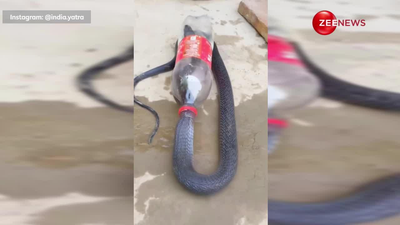 5 फुट लंबे कोबरा को पकड़ने के लिए शख्स ने किया कुछ ऐसा, वीडियो देख लोग रह गए शॉक्ड