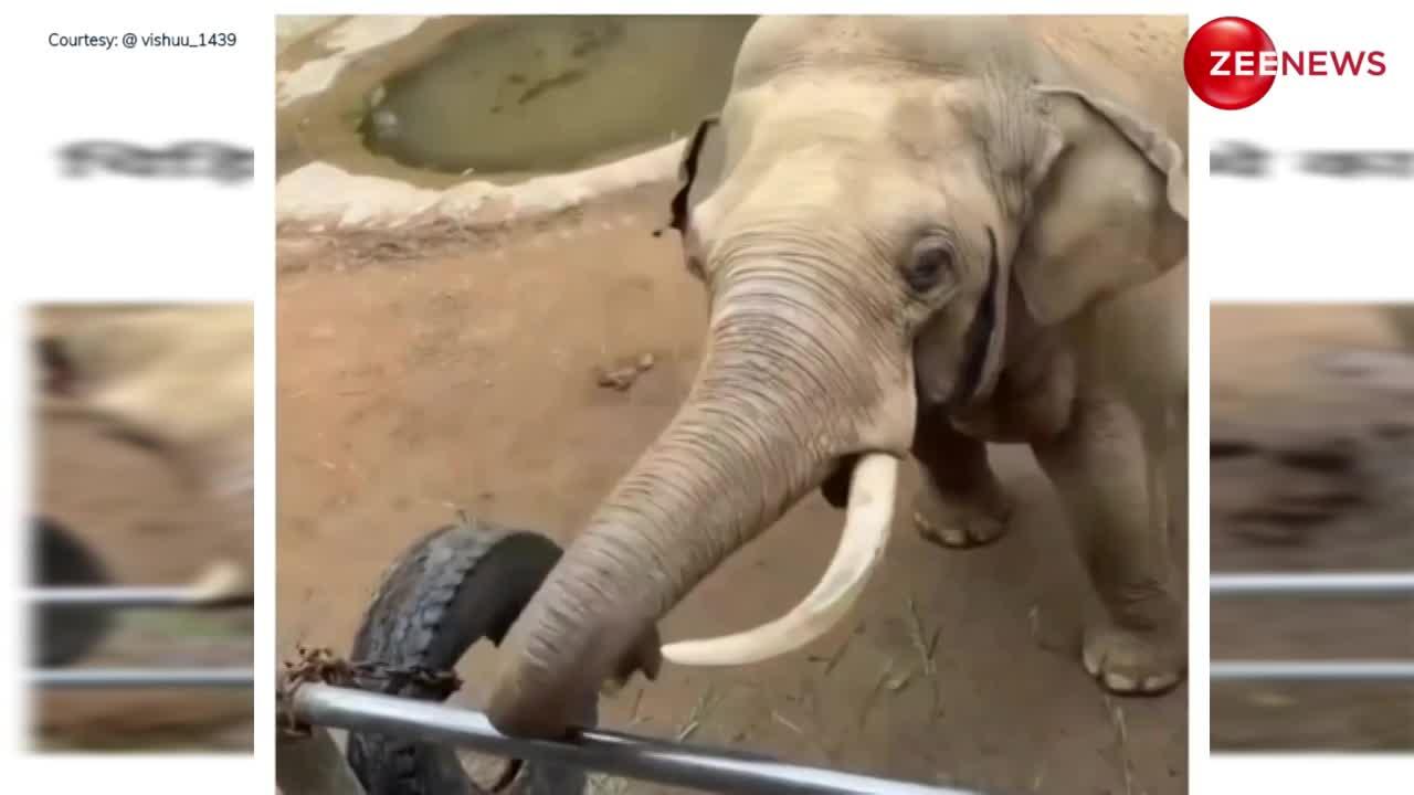 Cute Viral Video: जू में गिरा बच्चे का जूता तो हाथी ने दिया उठाकर, वीडियो देख बोले लोग- दिल जीत लिया...