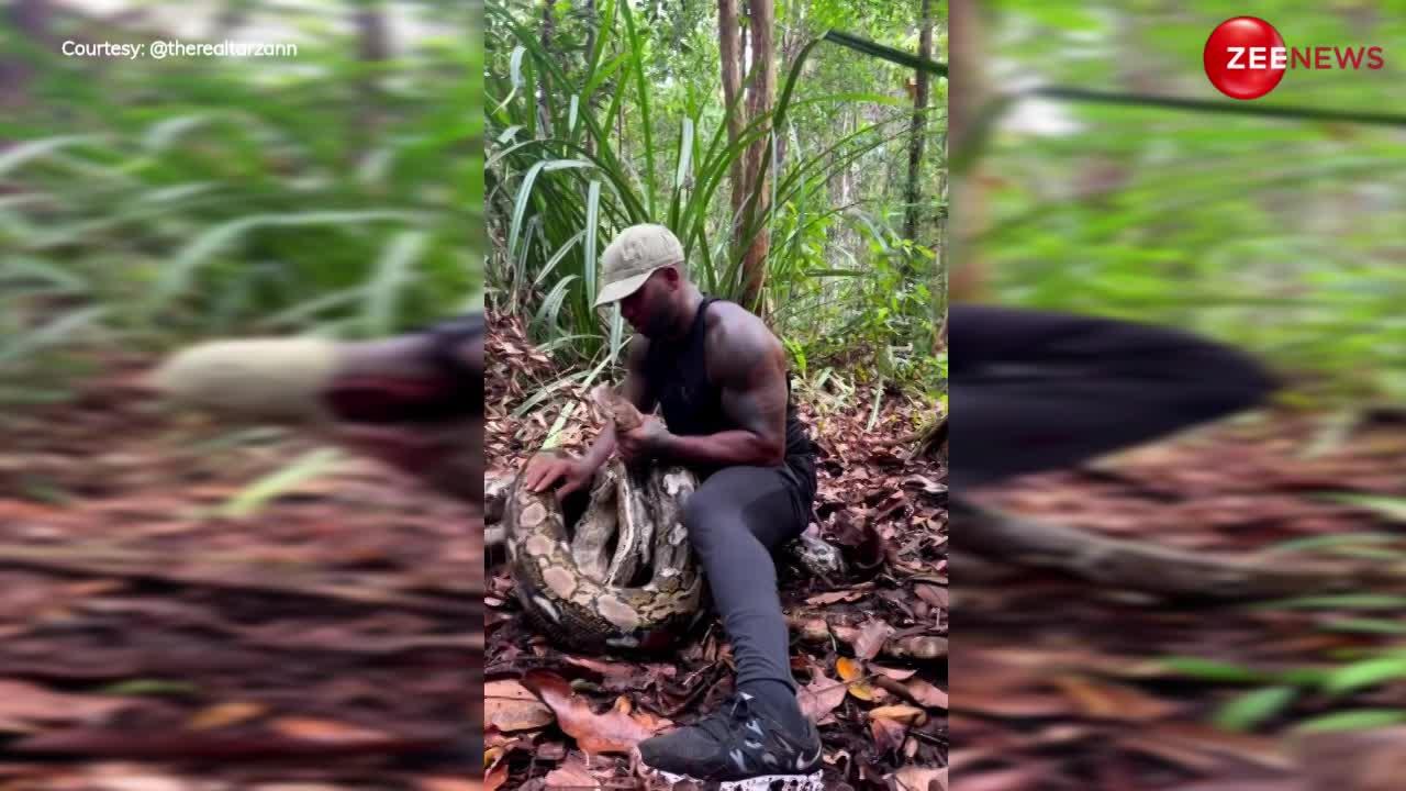Python Video: जंगल में दिखा बेहद बड़ा अजगर, युवक ने पलक झपकते ही पकड़ा मुंह..