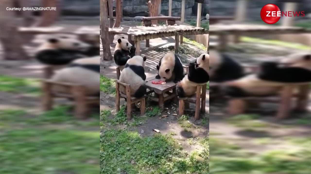 Panda Viral Video: इंसानों की तरह मीटिंग करते दिखें चार पांडा दोस्त, साथ में लिए सेब के मजे....